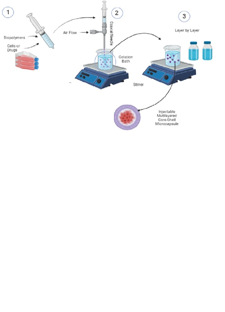 Cell therapy for Bone regeneration