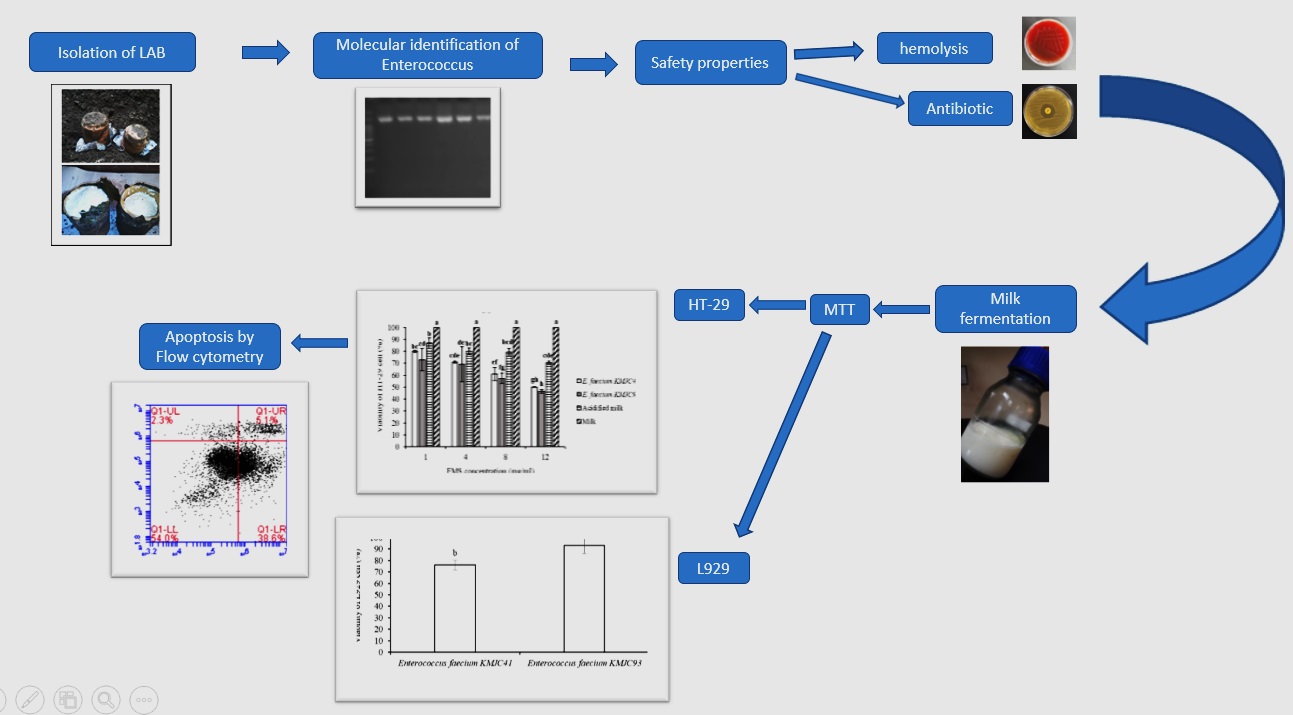 Enterococcus faecium in Fermented Milk