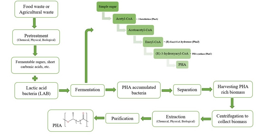 PHA production by LABs