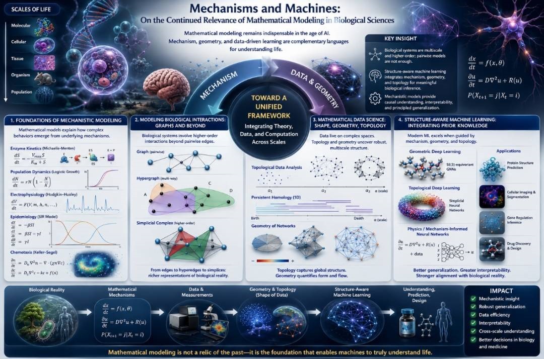 Mathematical Modeling in Biological Sciences