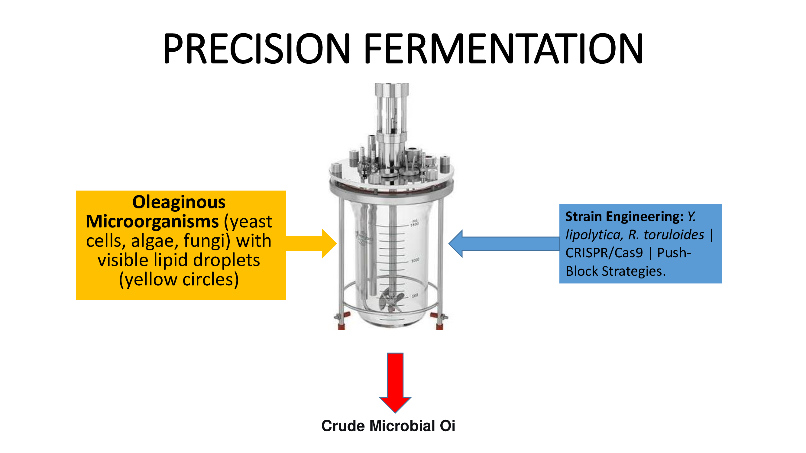 Fermented Fat and Oil