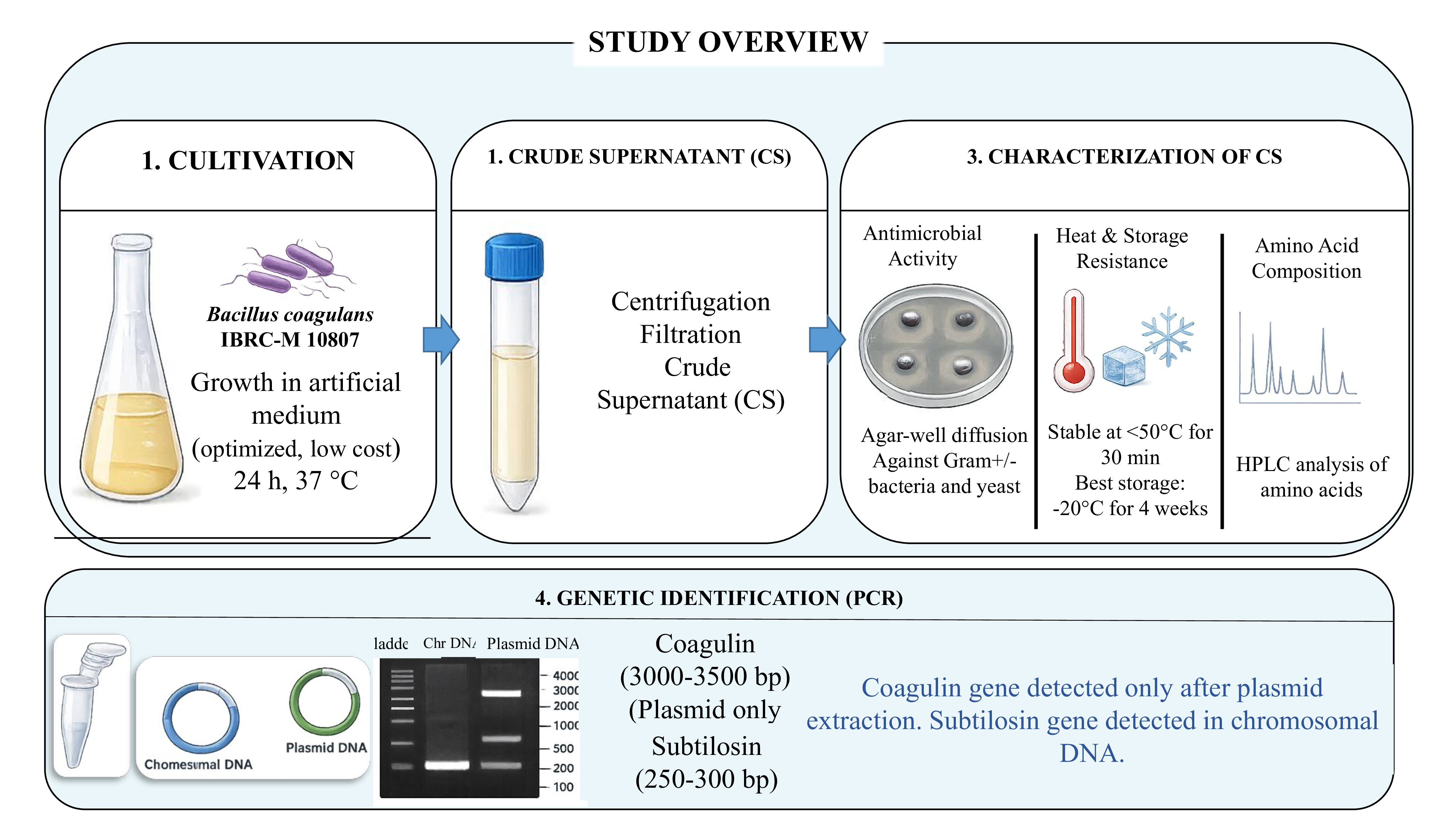 Identification of subtilosin and coagulin synthetase gene in B. coagulans