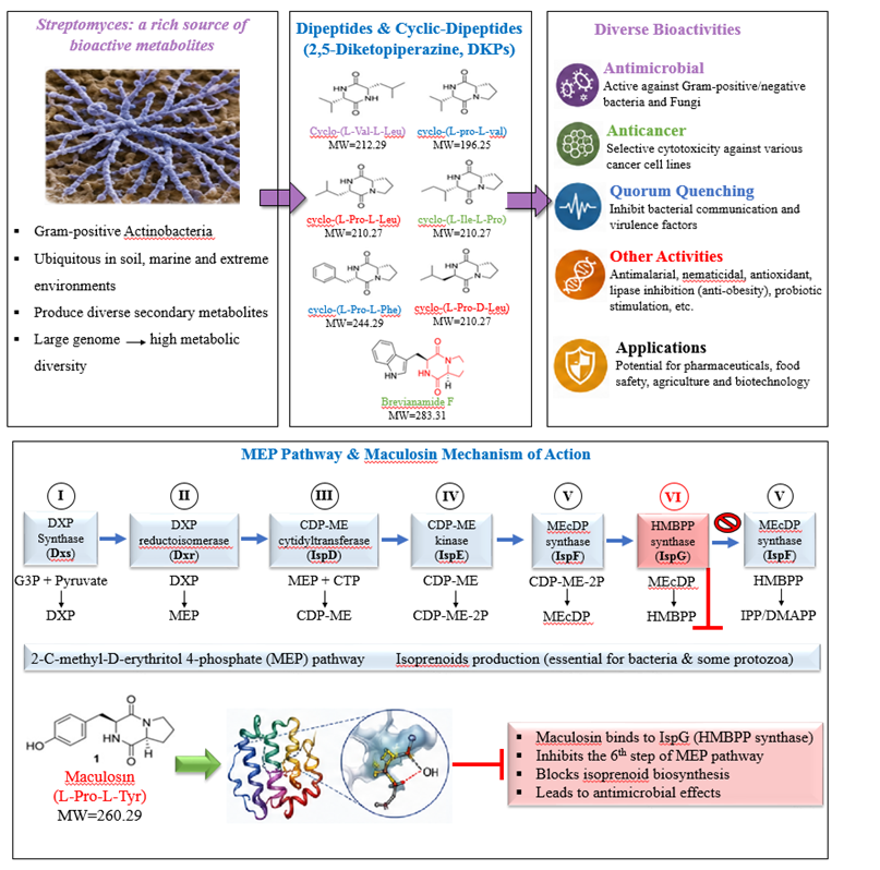 Di & Cyclic-peptide secondary metabolites in Streptomyces