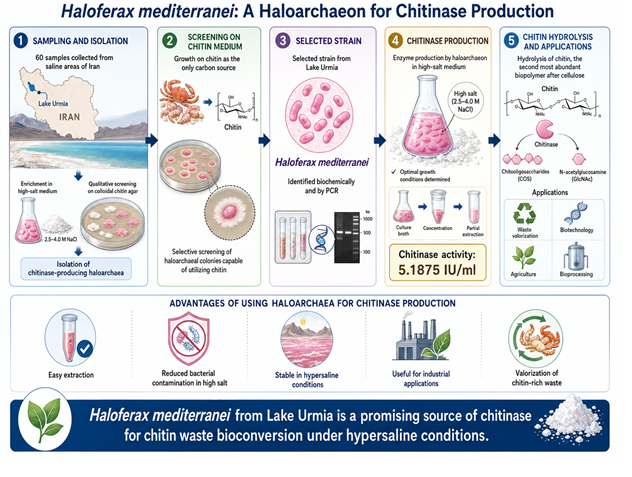 Chitinase from Haloferax mediterranei 
