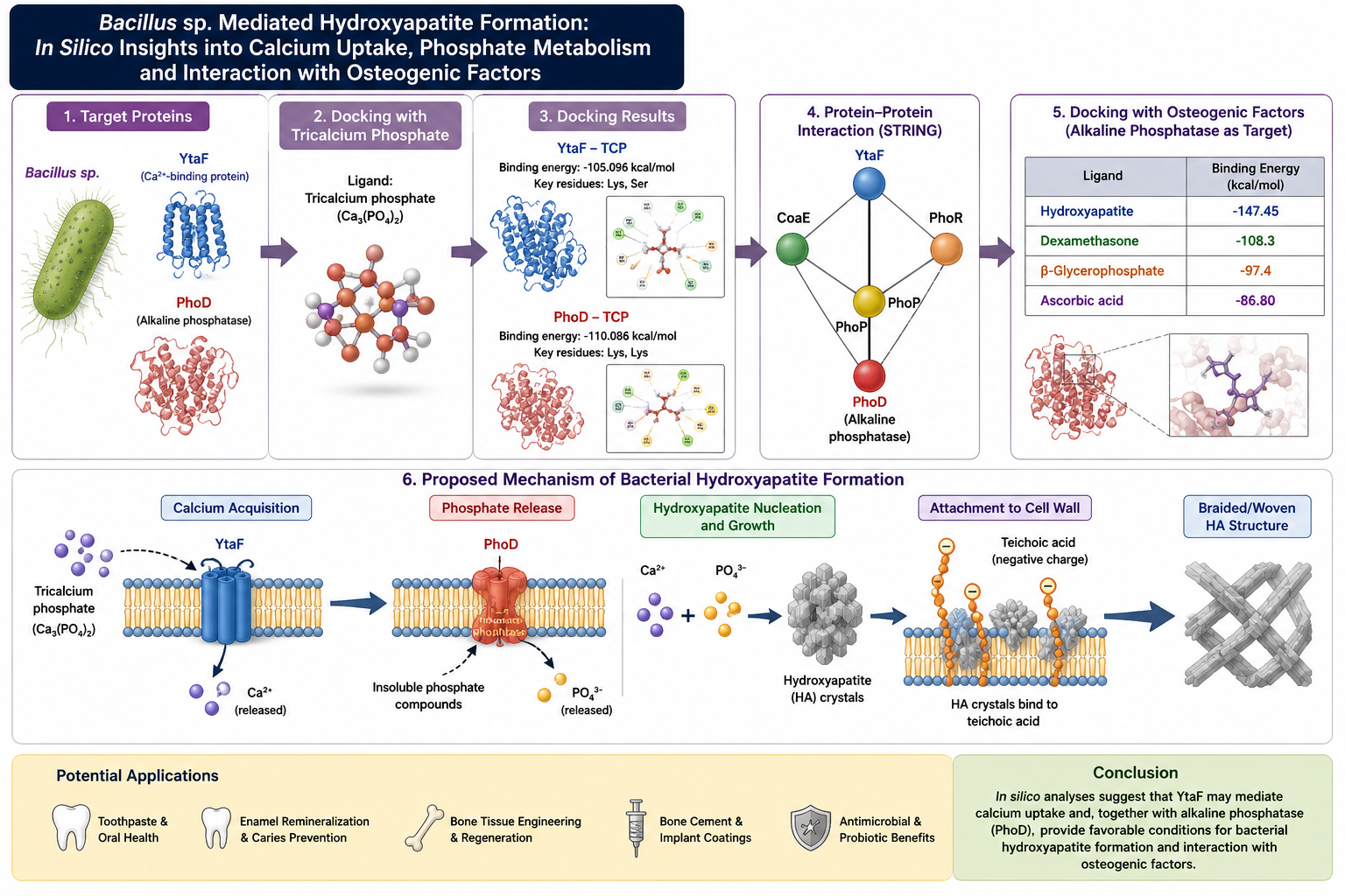 Bacterial HA biosynthesis & comparative molecular docking
